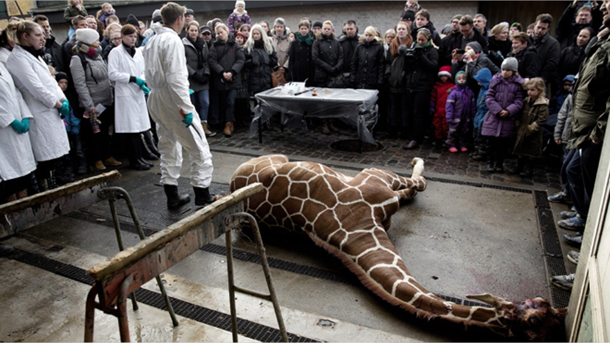 Denmark Zoo Kills Giraffe