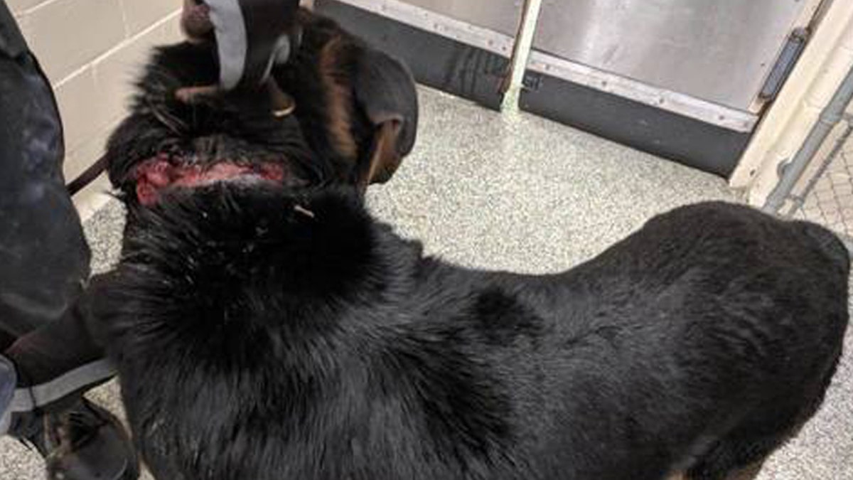Courage was scheduled to undergo his second surgery Wednesday night “to repair a gaping would on the back of his neck," the rescue said.