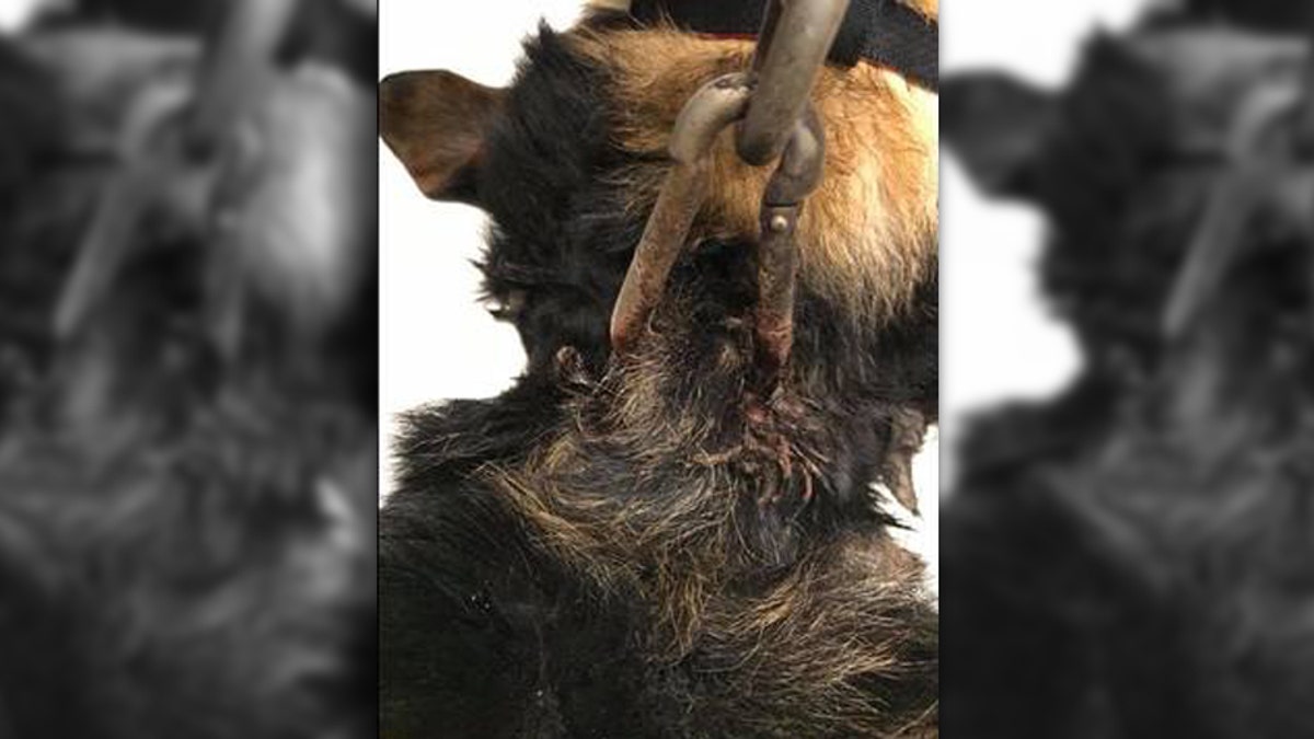 Courage was found "suffering in the cold, basically chained down with a metal piercing in his neck."