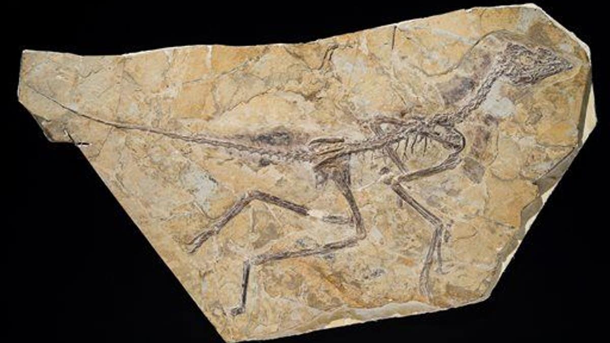 Bird or Dinosaur