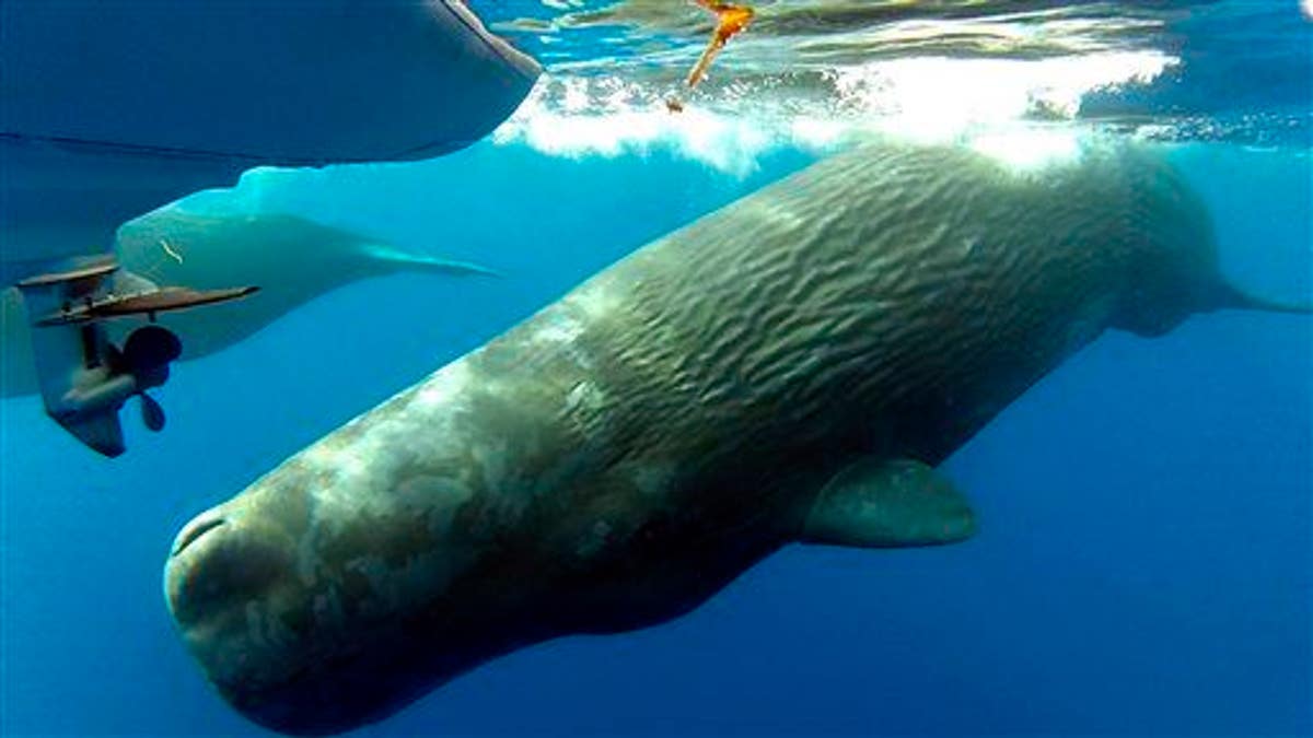 This Monday, Oct. 6, 2014 photo shows sperm whales swimming in the waters off the the coast of Dana Point, Calif.