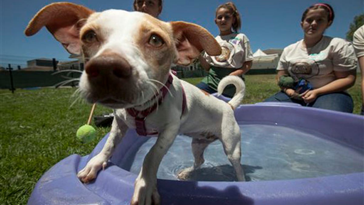 Pets Summer in the Shelters