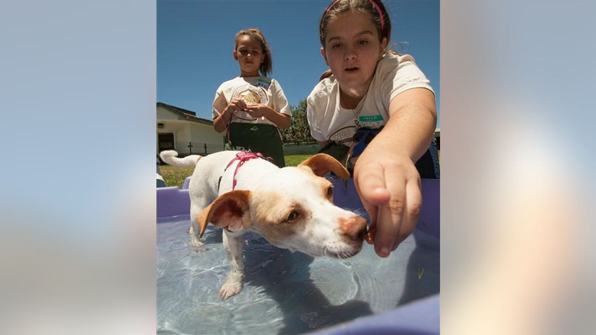 In this photo taken on Monday, June 25, 2012, Friends for Life Summer Camp volunteers Daniela Evans, 11, left, and Casey Hahn, 12, play with a Chihuahua mix female dog at the spcaLA P.D. Pitchford Companion Animal Village & Education Center in Long Beach, Calif. Summer at animal shelters across the country means more animals, more work, more bills and more worries. And there are sometimes fewer staffers, volunteers and donations to handle it.