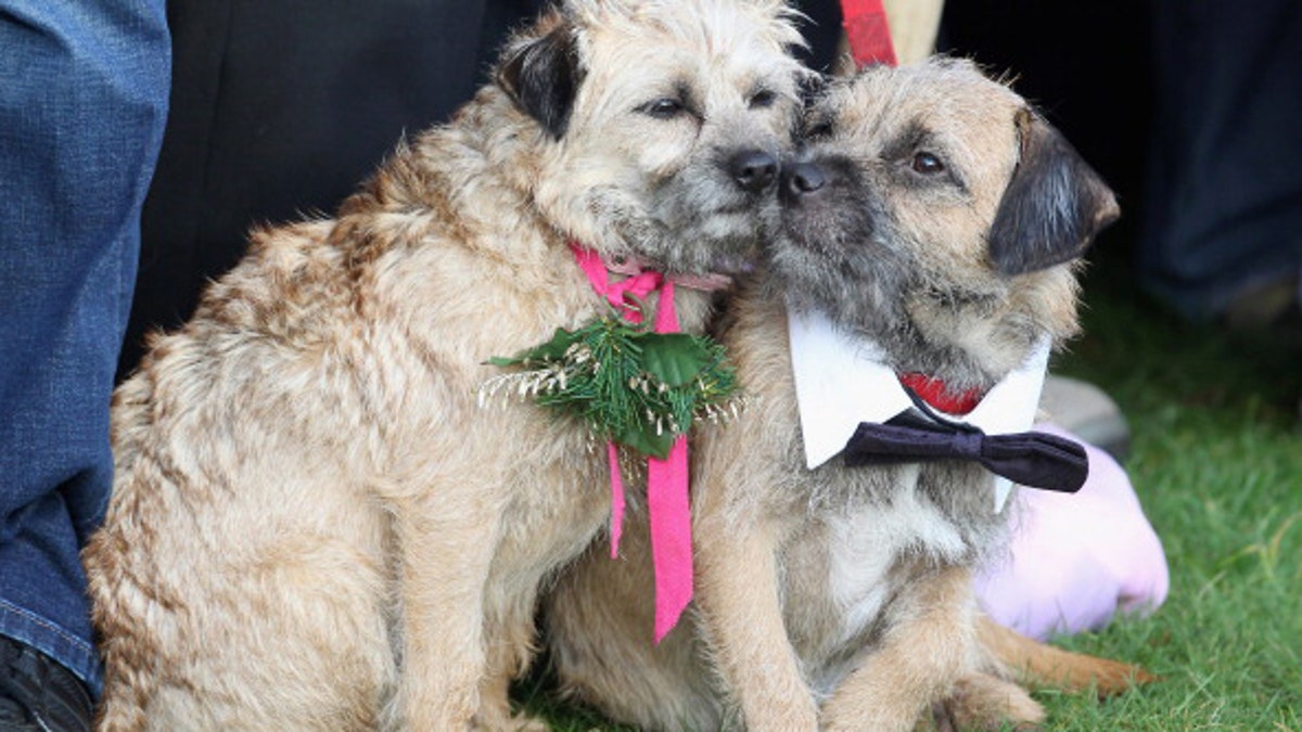 Belo Horizonte di Brasil membuka Love Motel for Dogs