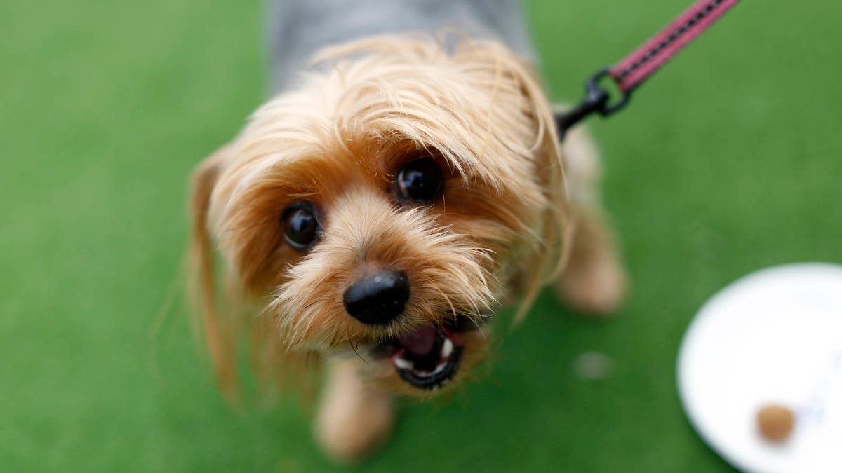 Doggy BnB seperti Tinder, LinkedIn, dan AirBnB – tetapi untuk hewan peliharaan