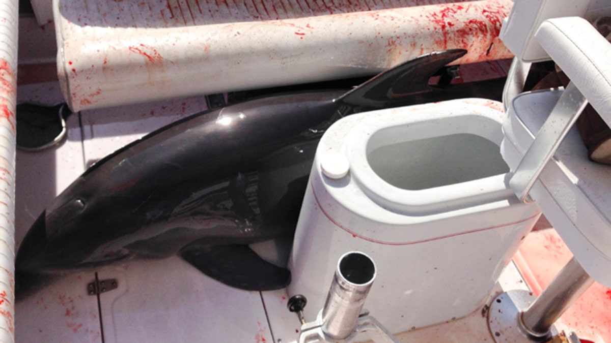 018ba496-Dolphin On Deck