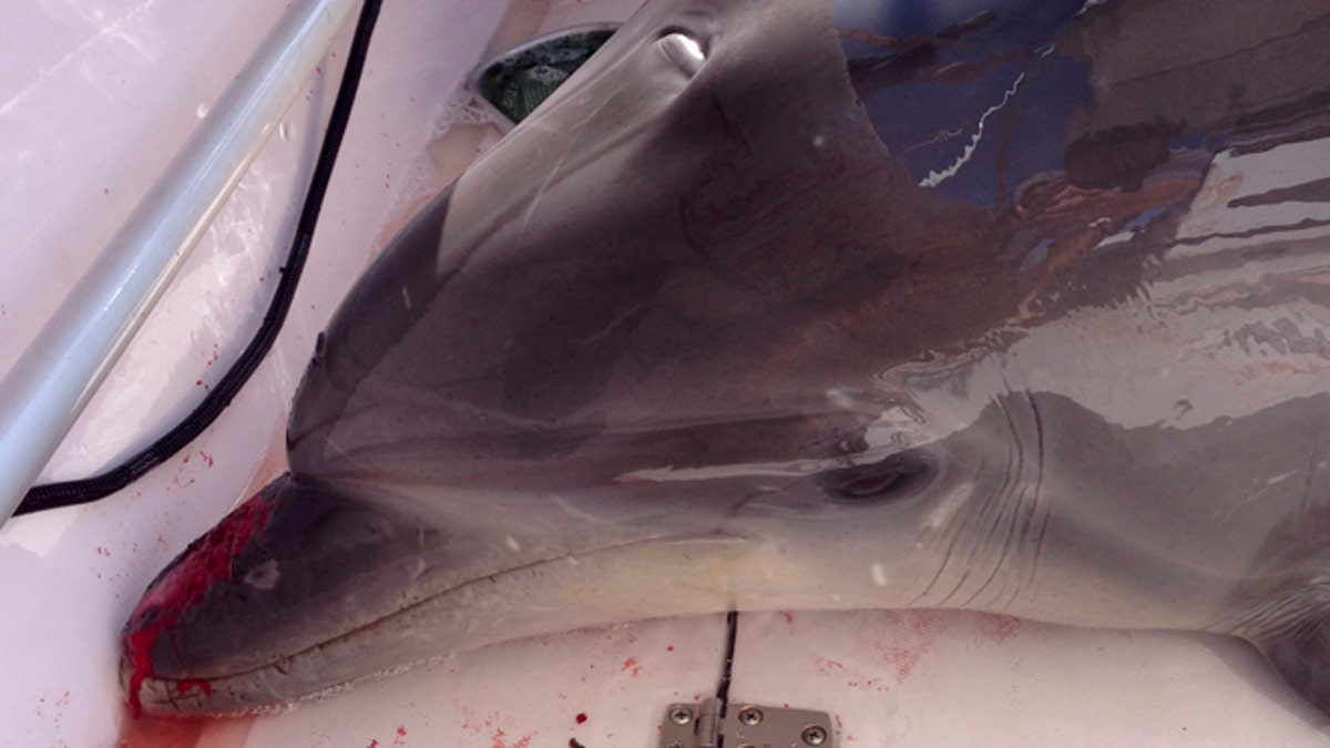 42b60c6c-Dolphin On Deck