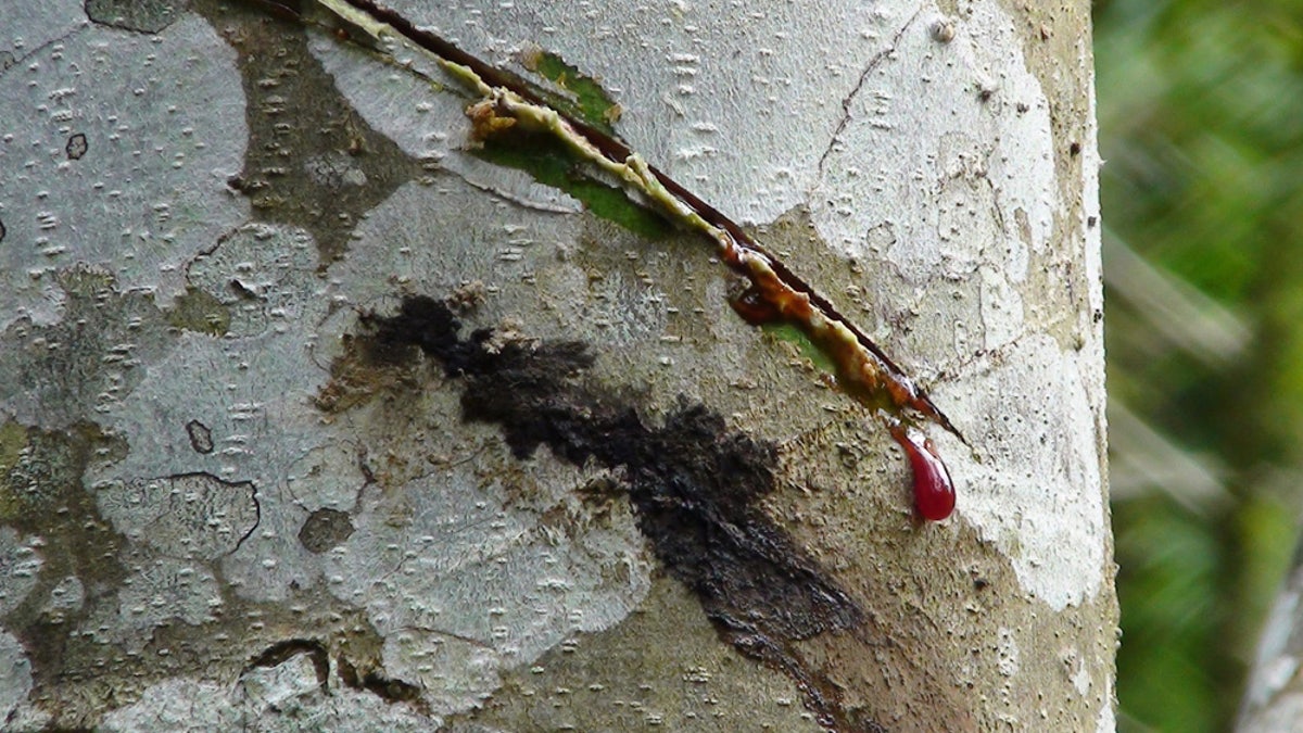 Dragon S Blood For Skin Issues Fox News Dragon S Blood For Skin Issues Fox News