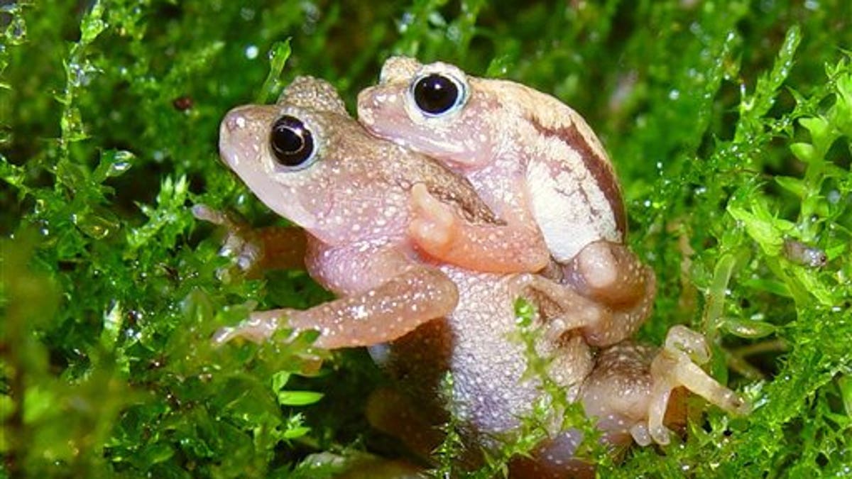 Population of critically-endangered thumbnail-sized frogs found in