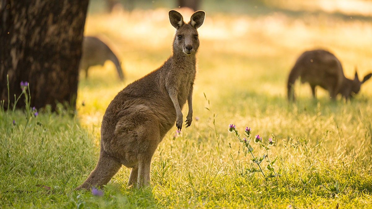 A Kangaroo looks at camera whilst feeding before the sun seats in New South Wales Warrumbungles National Park.