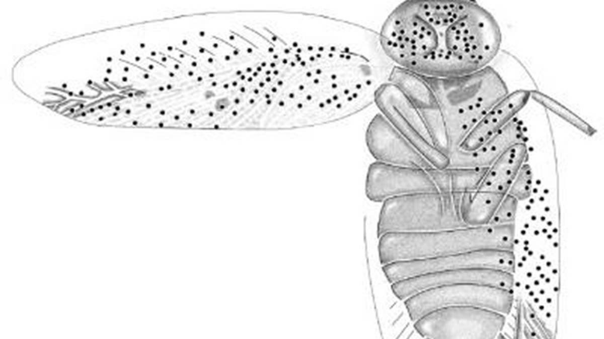 A drawing based on a recently-described fossil of a female <em> Ectobius kohlsi. </em> The dots represent sensory organs known as sensilla.