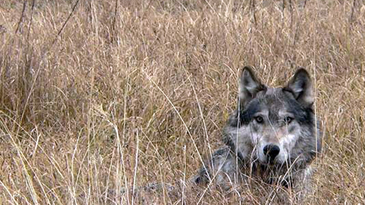 Endangered Wolves Settlement