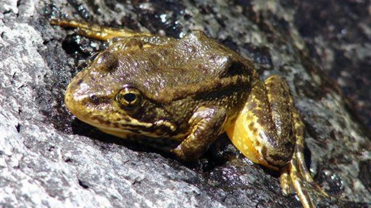 Frog toadf Listing