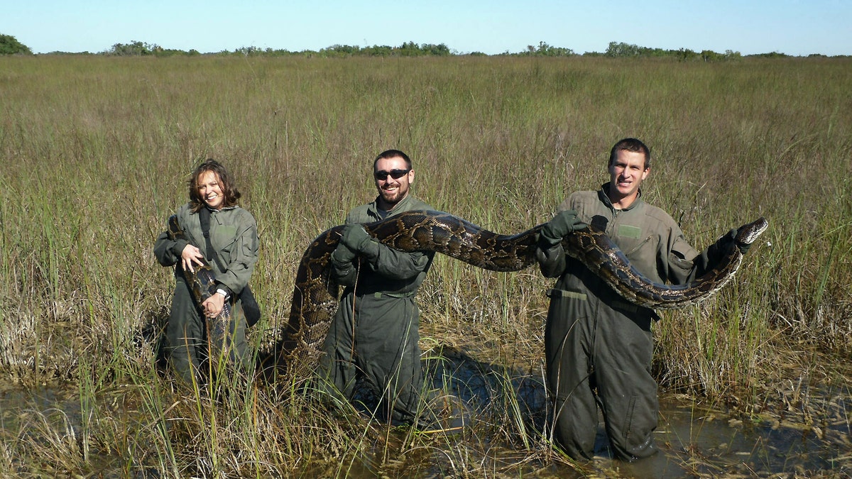 Everglades Pythons