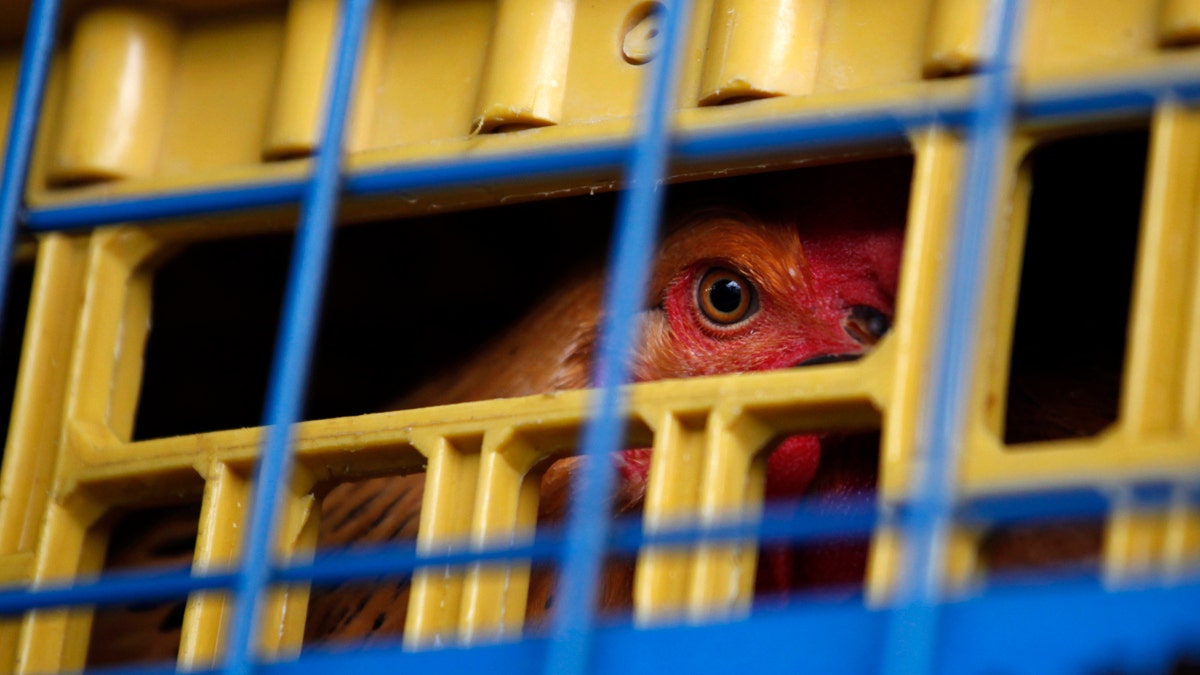 9a2c97d1-HEALTH-BIRDFLU/CHINA