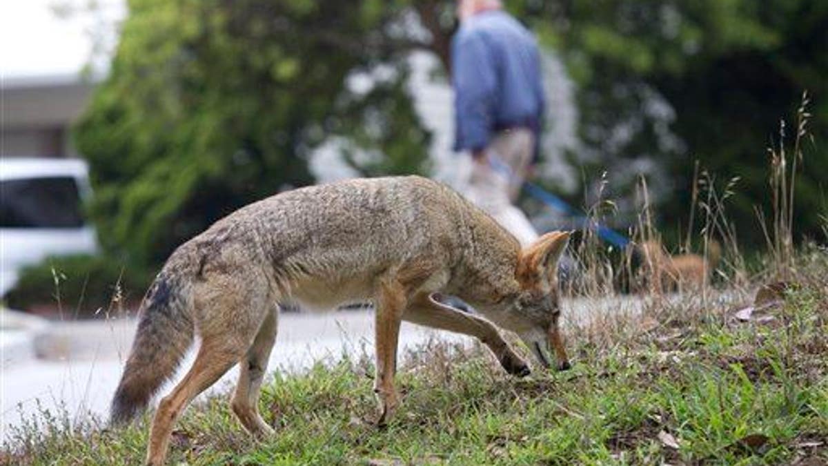 Urban Coyotes