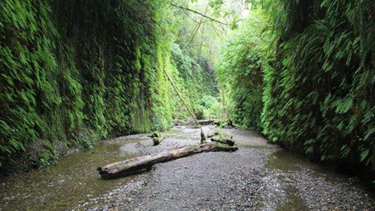 Outdoors Hiking Prairie Creek Redwoods State Park