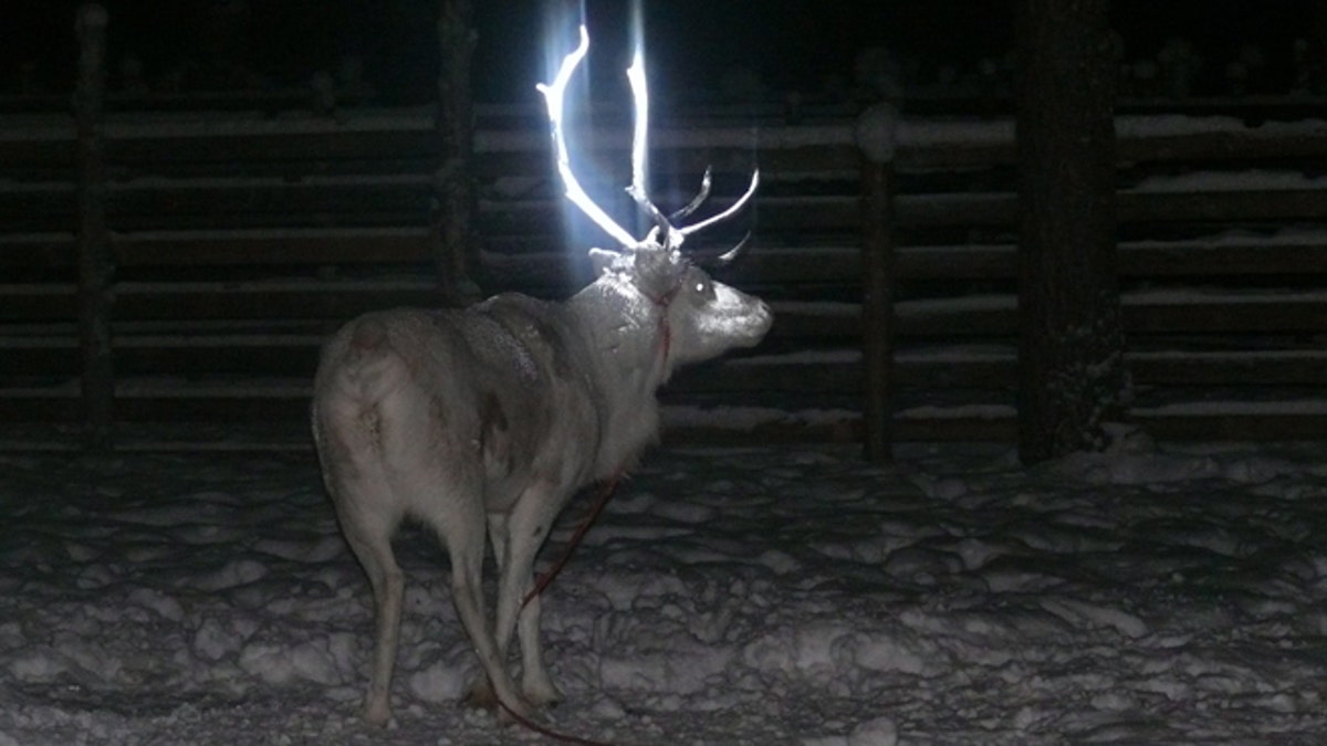 Finland Fluorescent Antlers