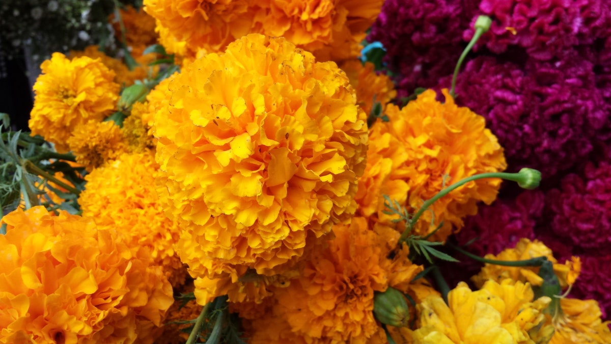 Cempazuchitl flowers, as the Mexican marigold flower is known, is seen as "the flower of the dead". The flowers are a key element in the Day of the Dead festivities. 
