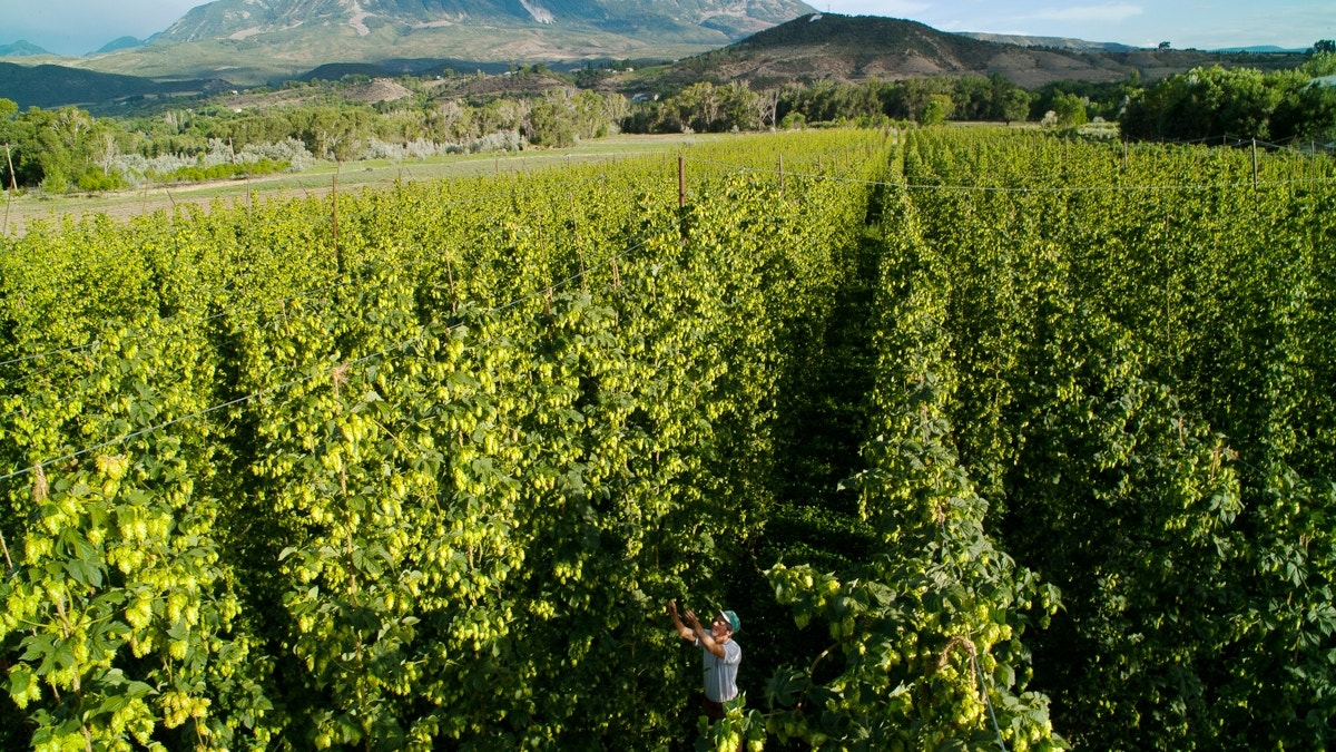 Food and Farm-Hops Hurdles