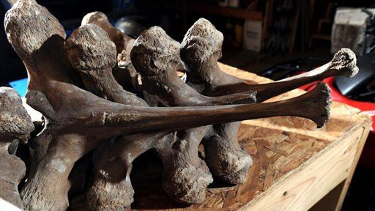 Mastodon Bones-Michigan