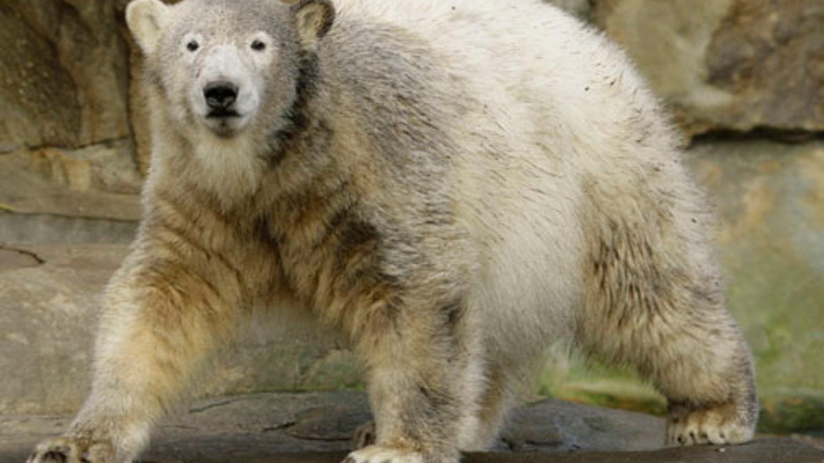 Germany Polar Bear Knut