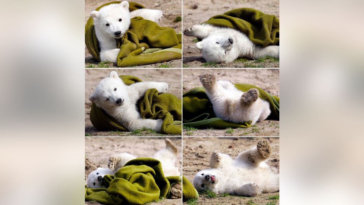 Germany Polar Bear Knut Death