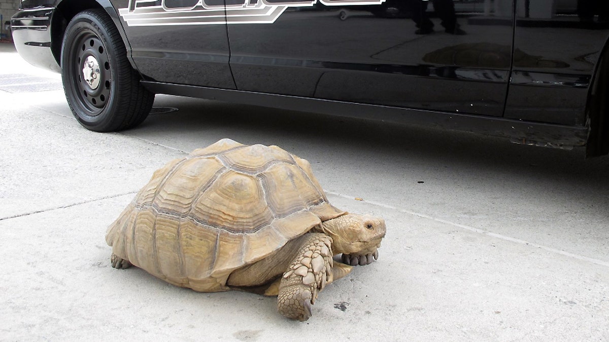 Giant Tortoise Found
