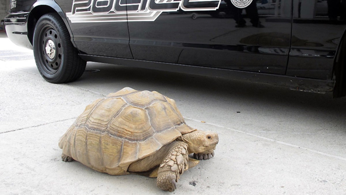 b11763f0-Giant Tortoise Found