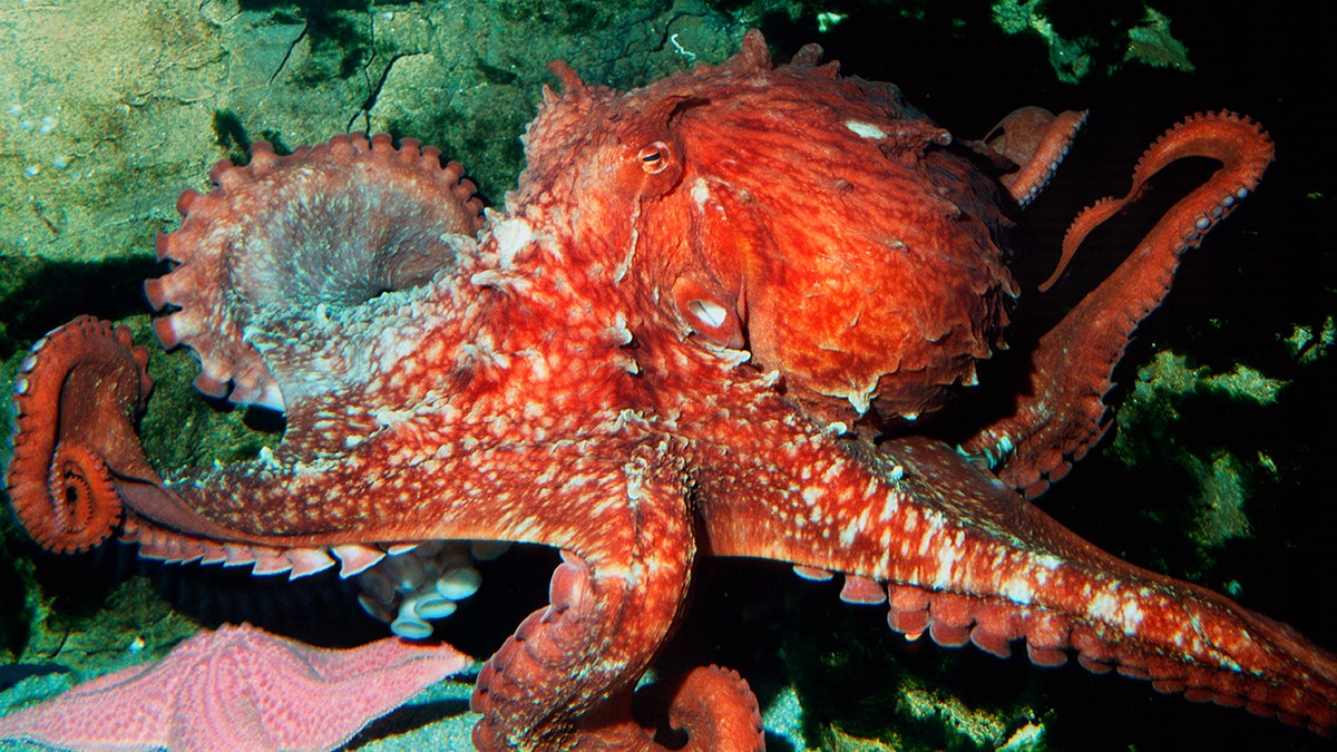 'Psychic' Octopus That Predicted Japan's World Cup Results Killed | Fox ...