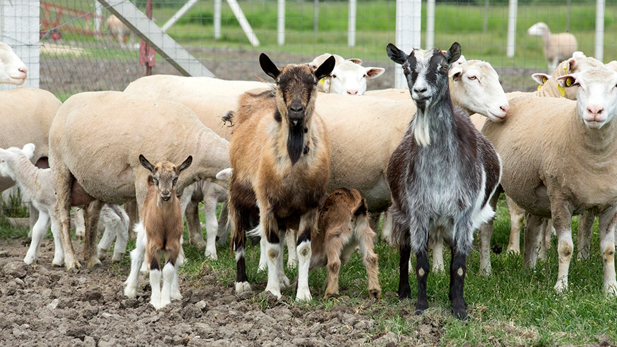 Goats and sheep outdoor on a farm