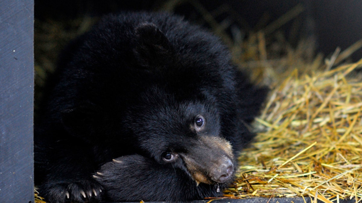 Good Snooze Bears