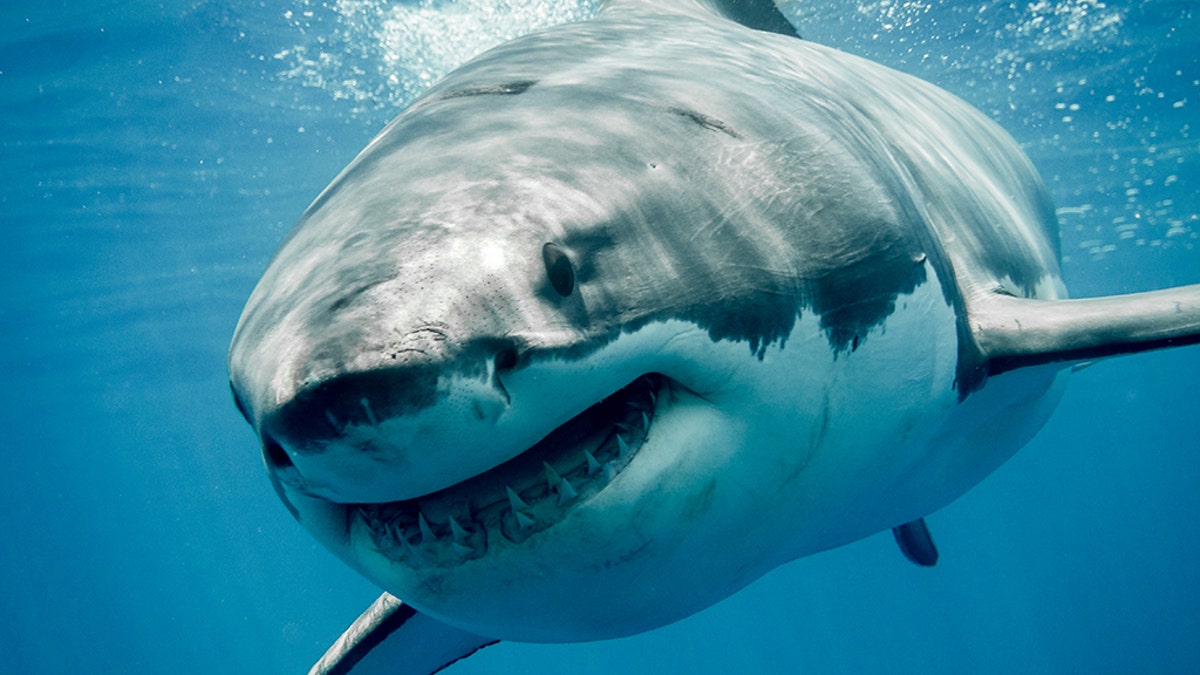 Great White Shark stock Photo