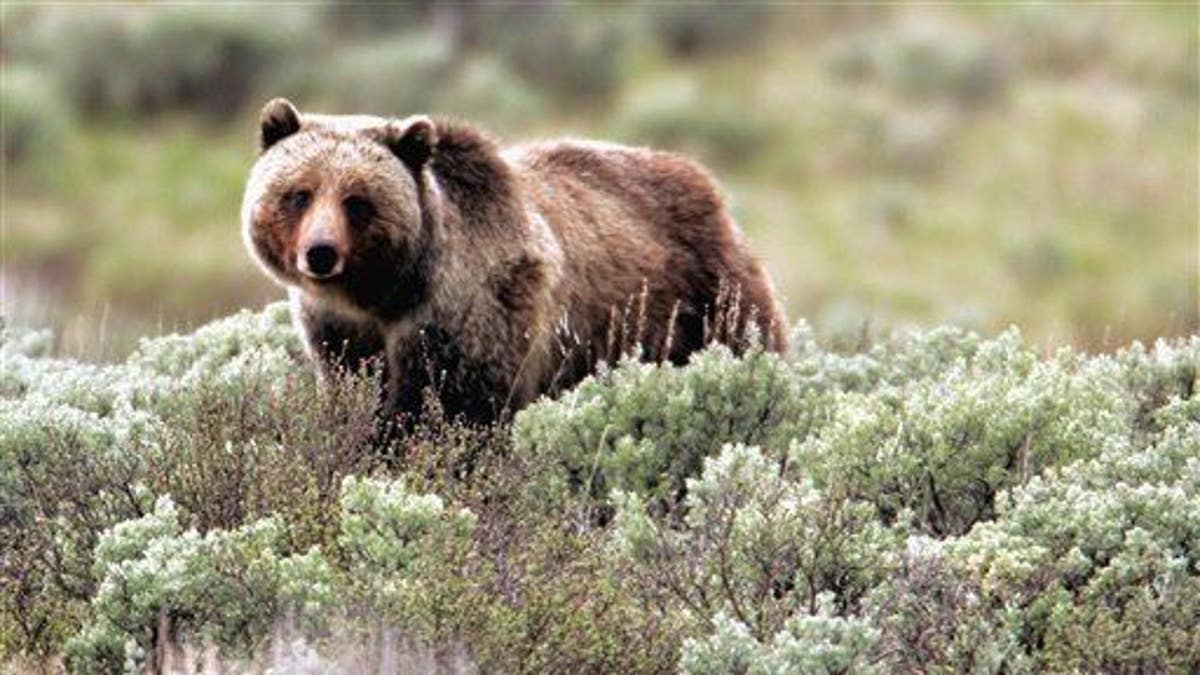 In this record photograph provided by Yellowstone National Park, a grizzly carnivore moves done nan park.