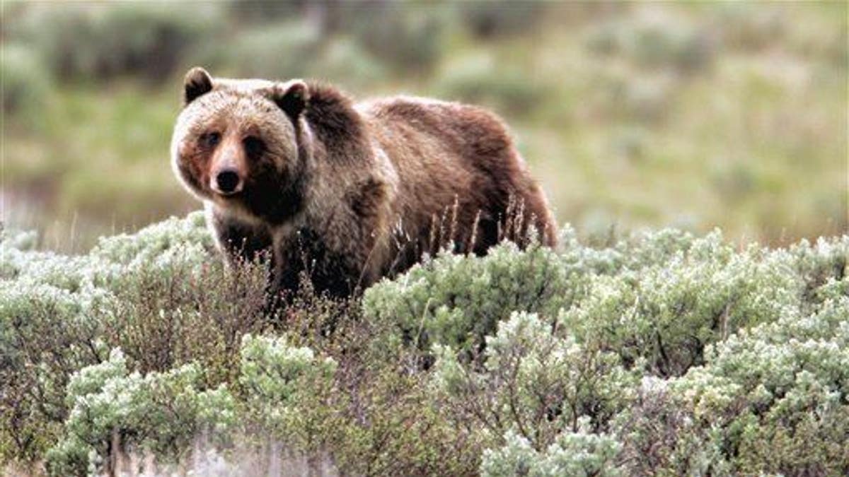 In this file photo provided by Yellowstone National Park, a grizzly bear moves through the park.