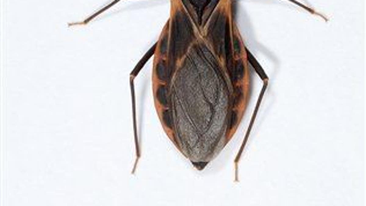Growing Concern In US Kissing Bug Disease Fox News