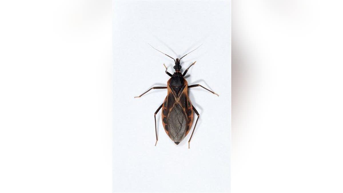 Kissing Bug Disease