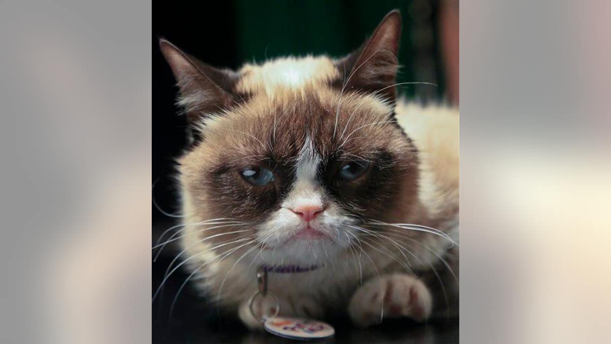 Grumpy Cat