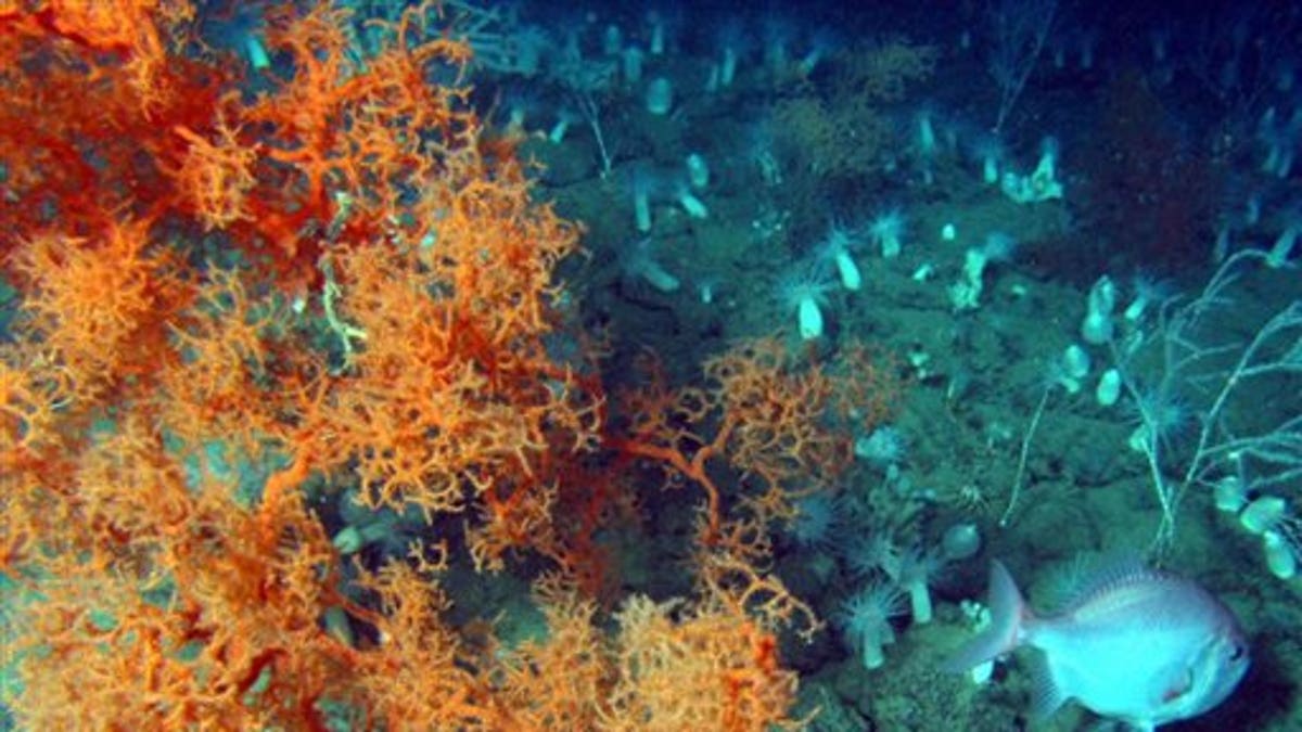 Gulf Oil Spill Corals