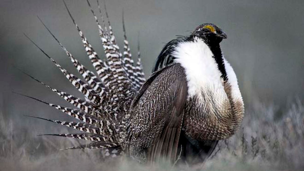 Gunnison Sage Grouse