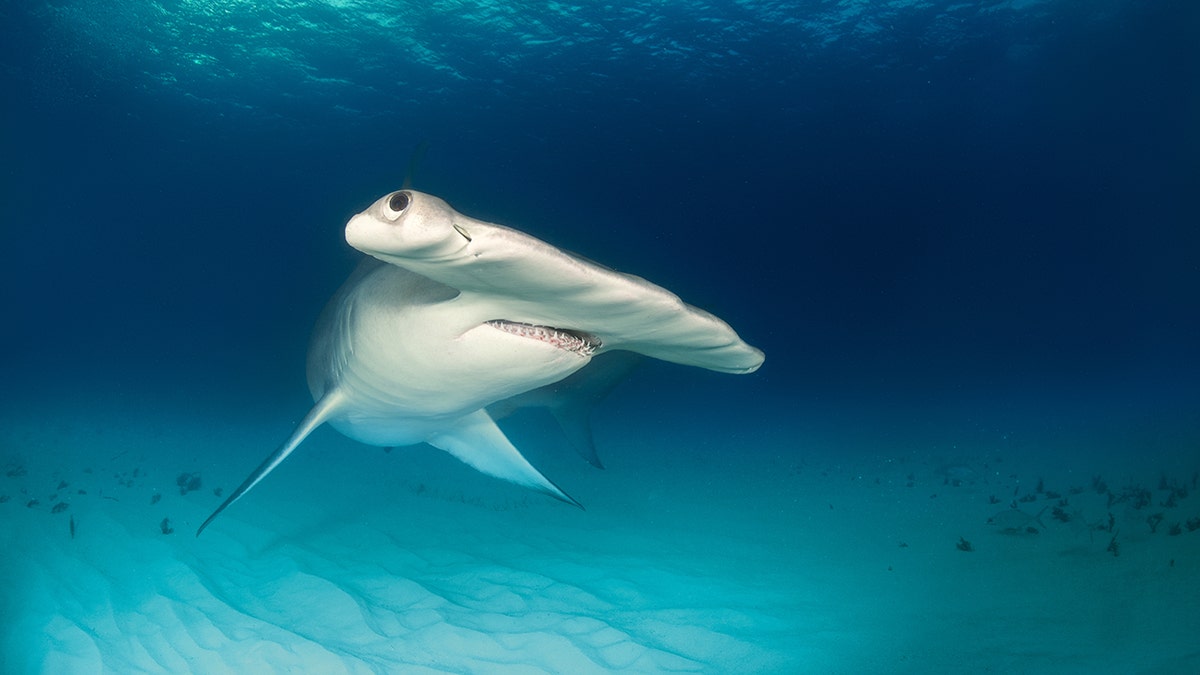 Close up shot of hammerhead shark swimming on the ocean floor.