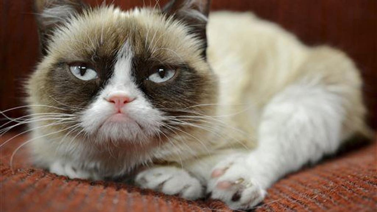 Grumpy Cat Endorsement