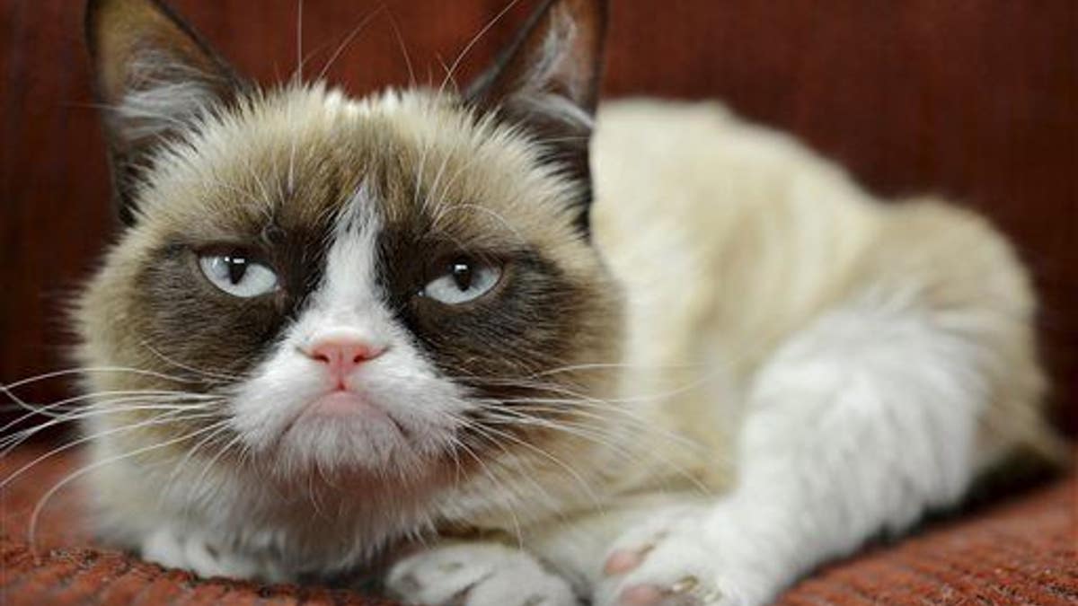 Grumpy Cat Endorsement