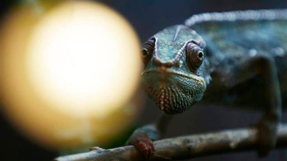 APTOPIX Japan Chameleon