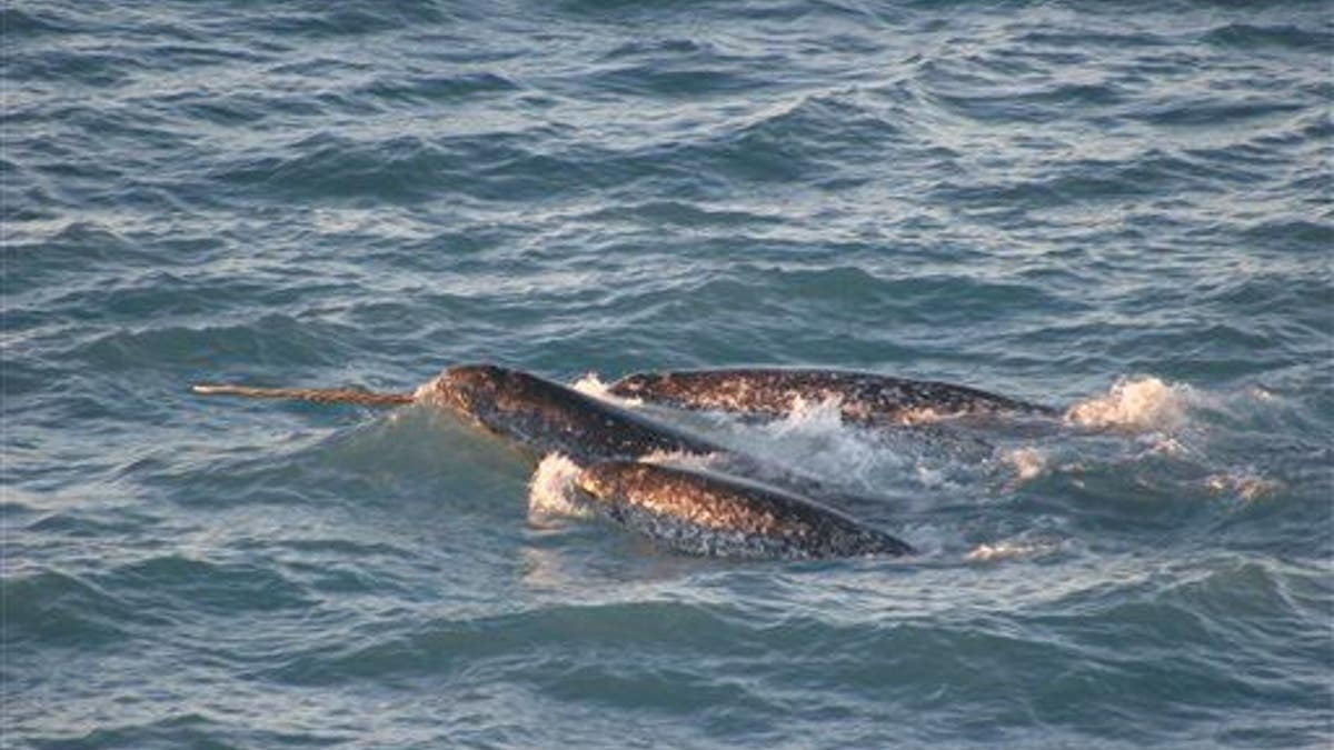 Global Warming Narwhals