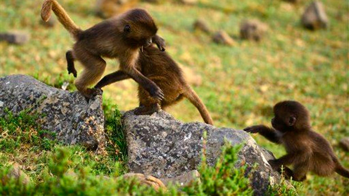 Ethiopia Talking Monkeys