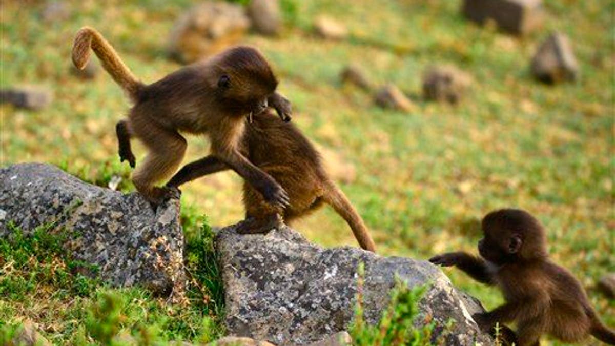 Ethiopia Talking Monkeys