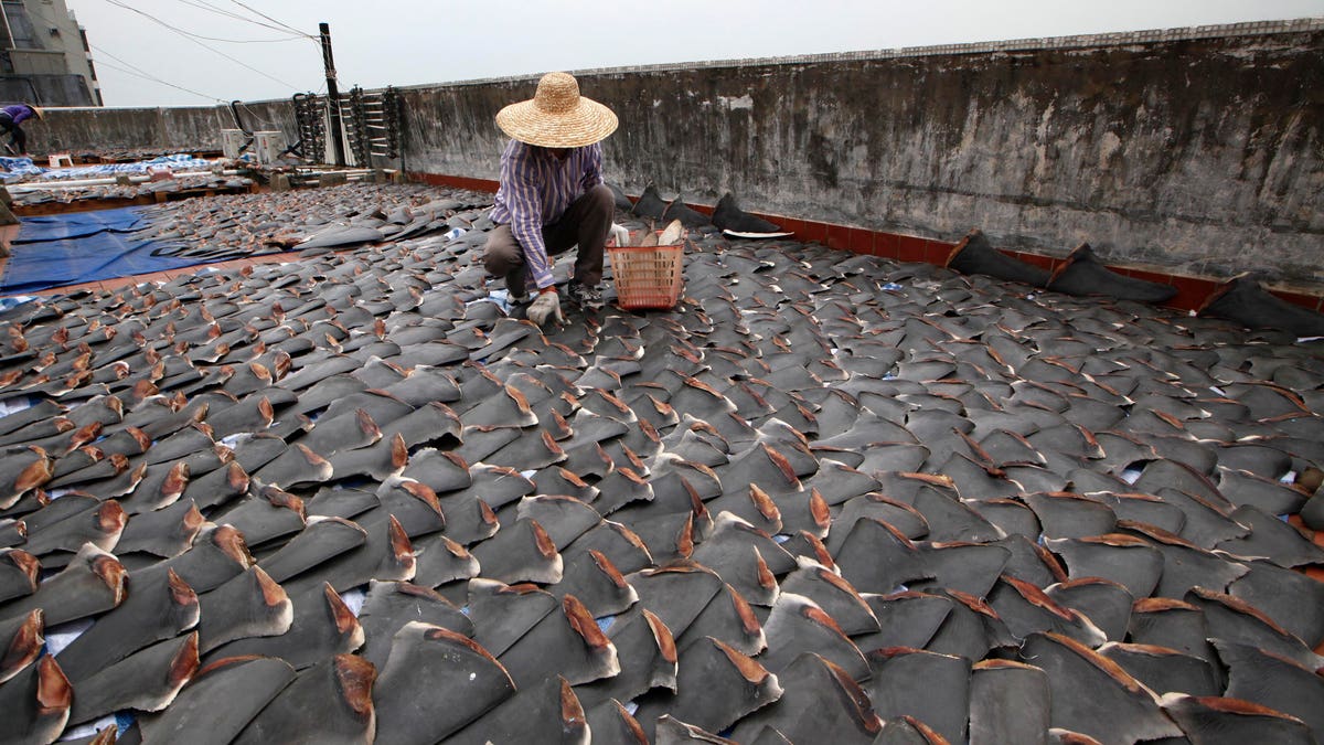 Hong Kong Shark Fin