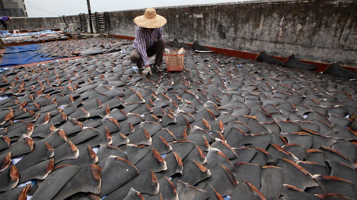 Hong Kong Shark Fin