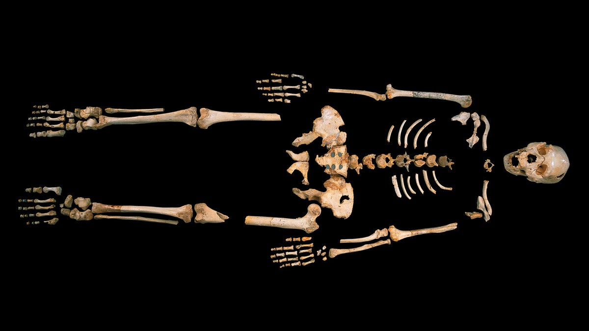 04e68248-Human Ancestor DNA